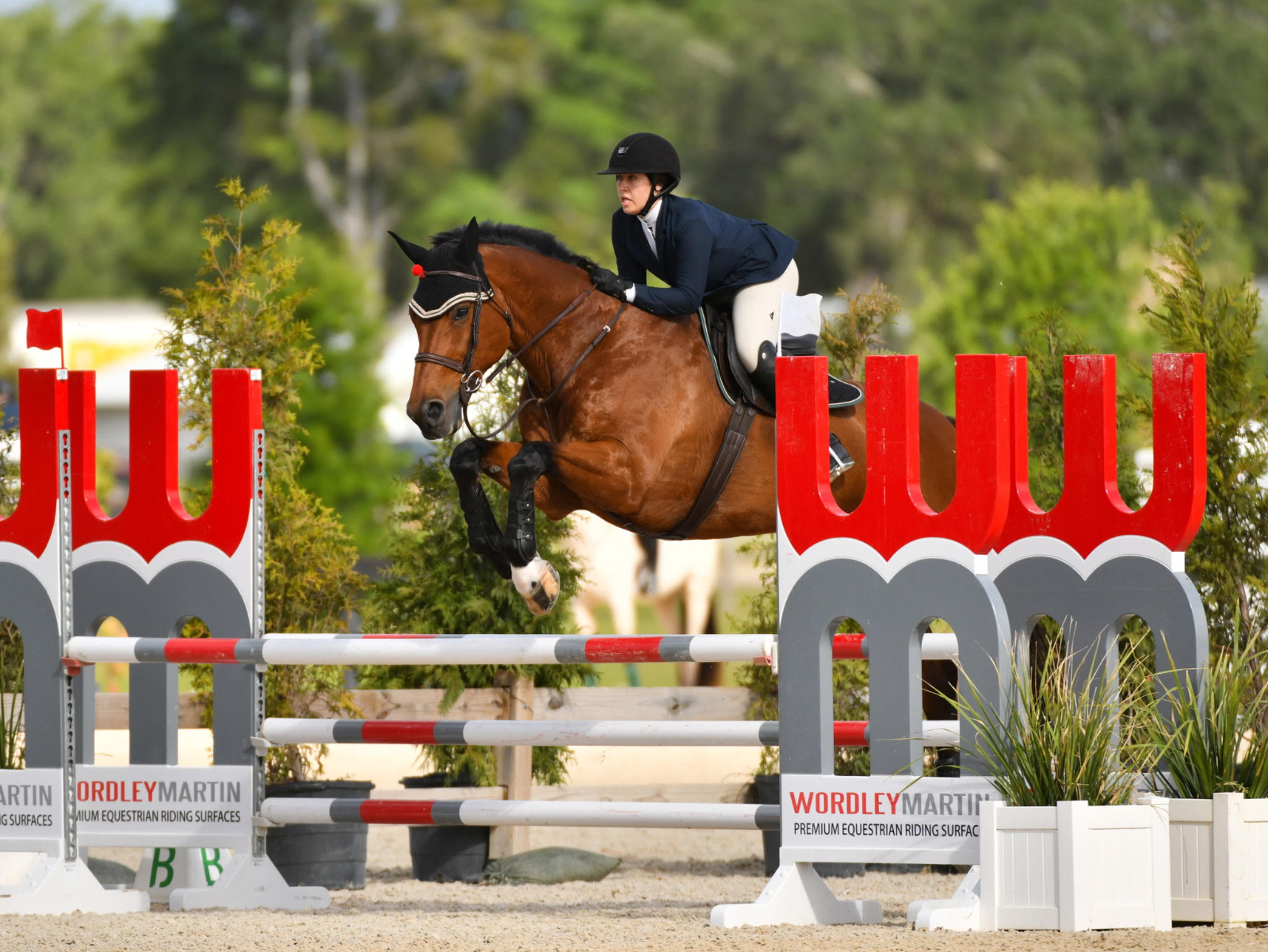 A Glen Eden rider jumping a Wordley Martin oxer on a bay horse at a rated show