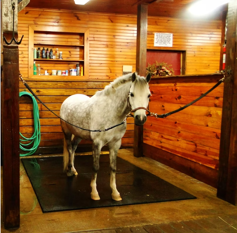 Grey pony in the heated wash stall at Sandy Hill Equestrian Center